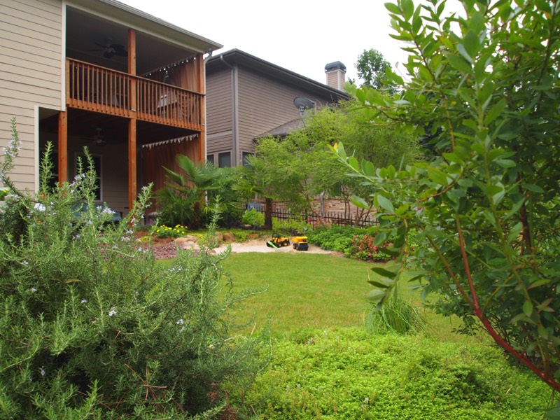 Herbs Blueberries in the landscape Atlanta